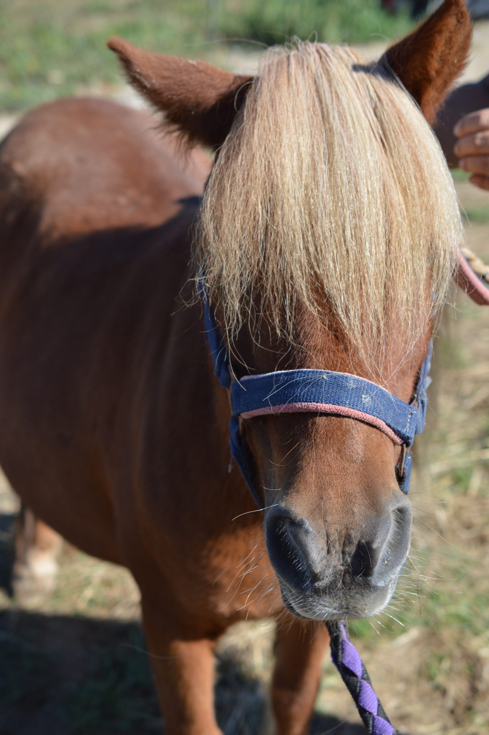 Balades à poneys dsc 0418