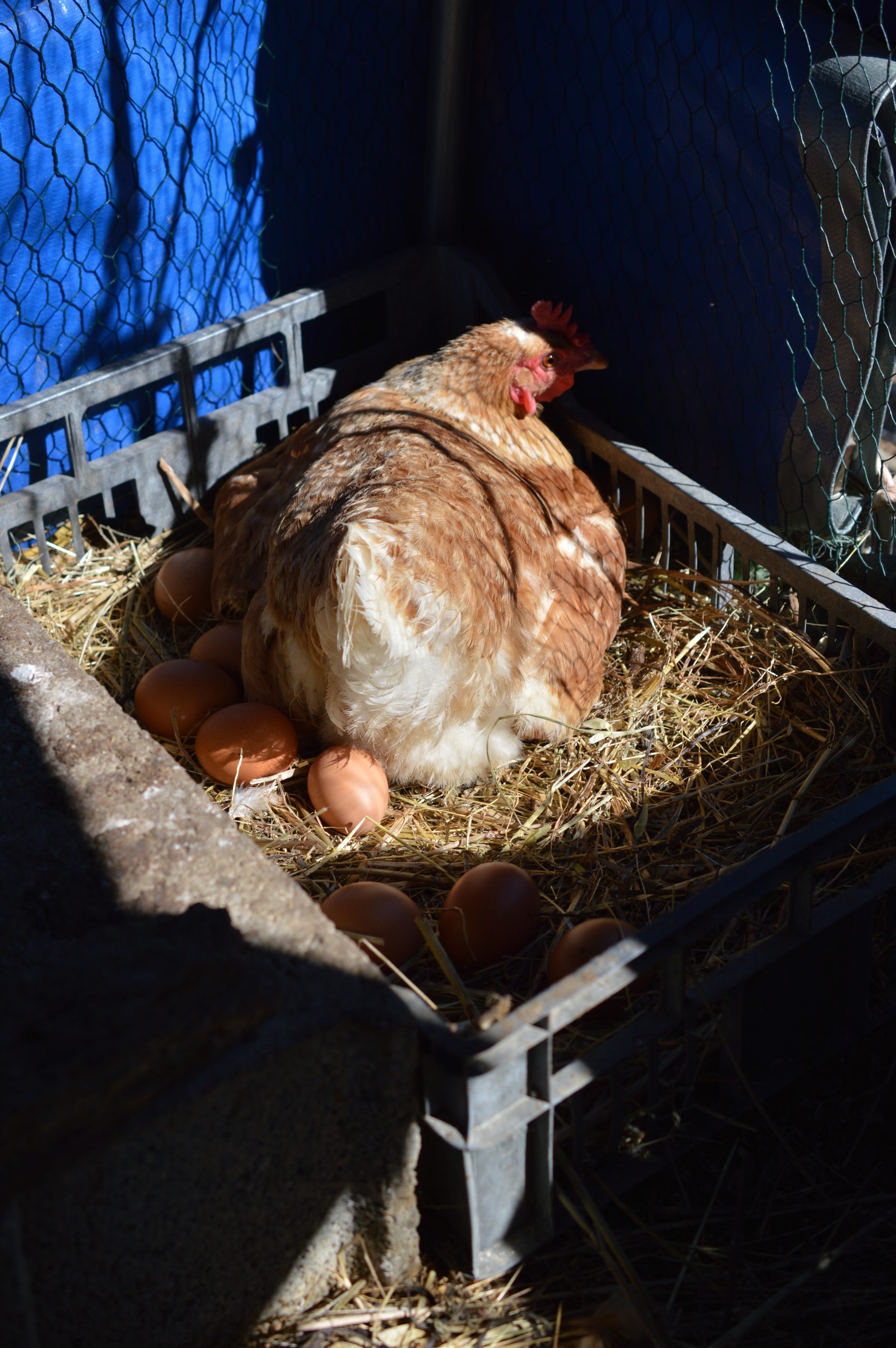 Poules & ventes d'œufs dsc 0594