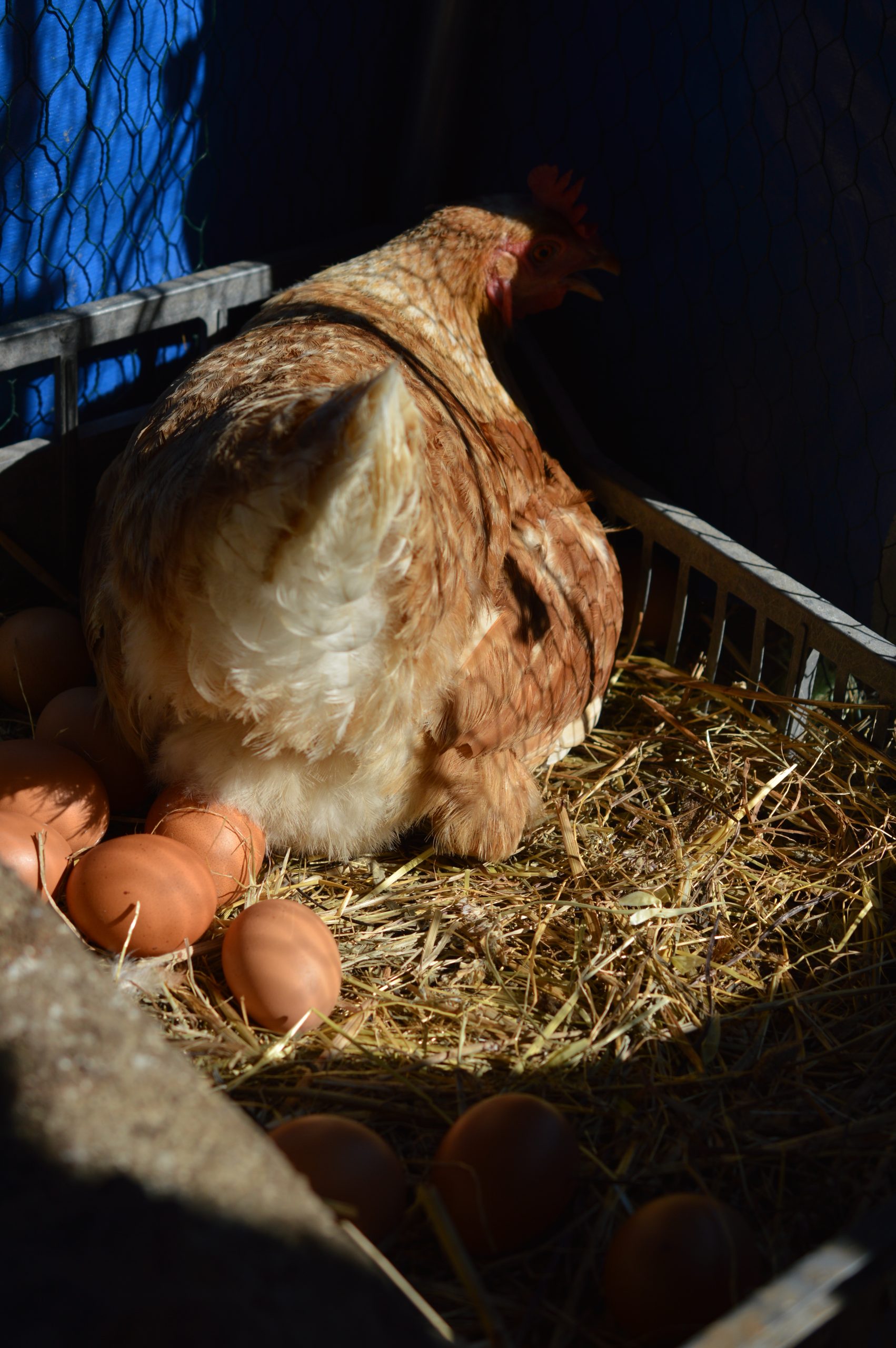Poules & ventes d'œufs dsc 0607