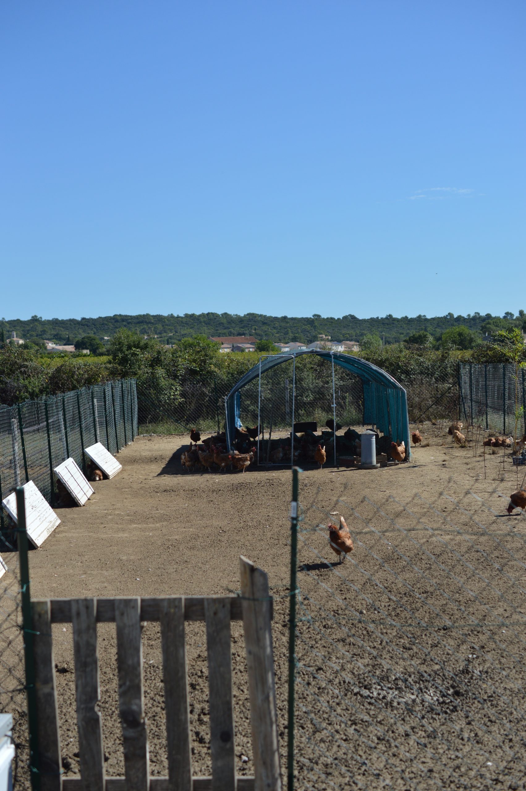 Poules & ventes d'œufs dsc 0620